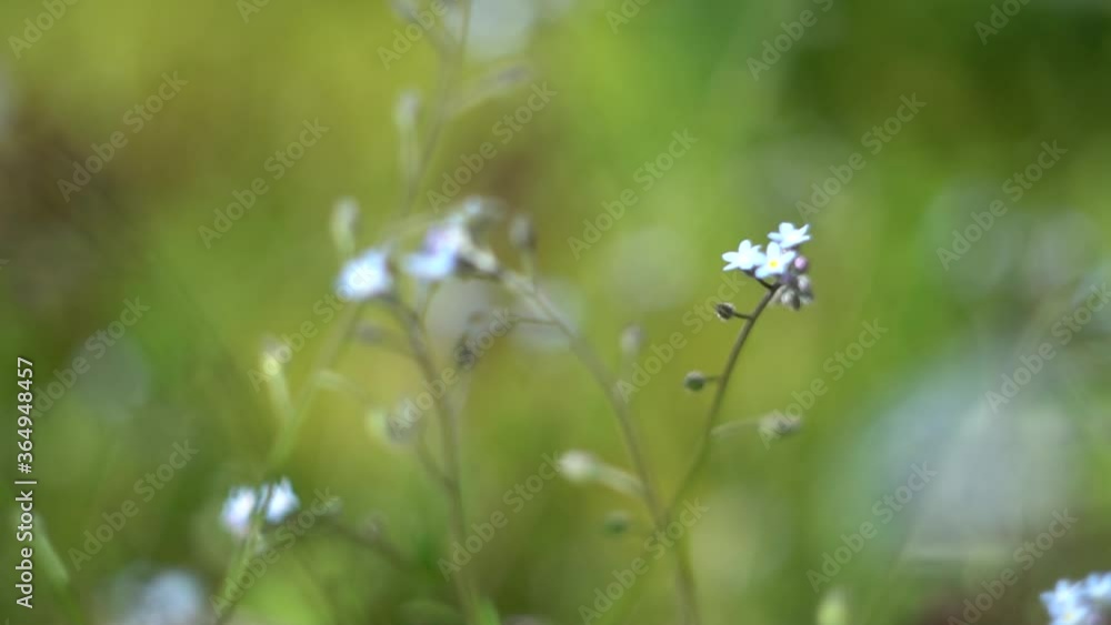 Slow waving in the wind of flowers on a summer day. Slow waving in the wind of flowers on a summer day.