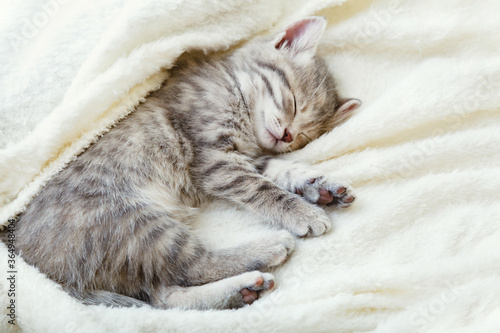 Gray striped kitten. Beautiful striped kitten sleeps on soft fluffy beige plaid. Cozy home with pet cat, animal baby. Top view with copy space. Sleeping cat portrait.