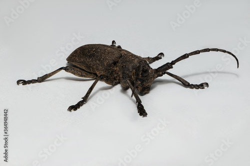 Xystrocera is a genus of long horn beetles that belong to the Cerambycidae family. © spritnyuk