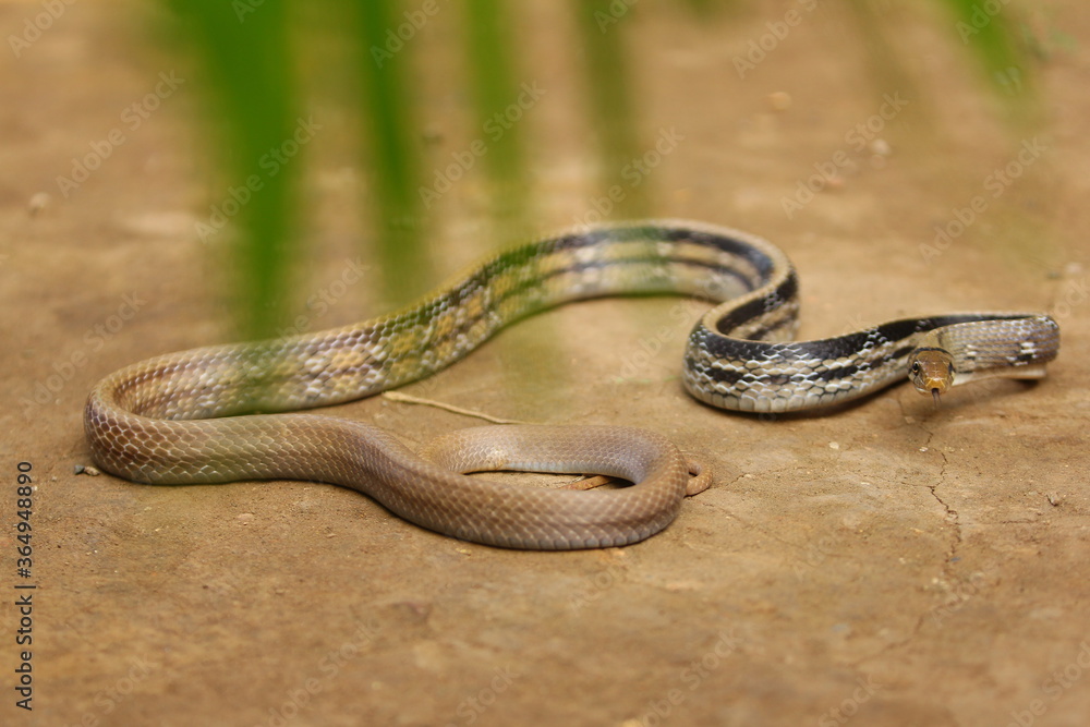 The radiated ratsnake, copperhead rat snake or copper-headed trinket snake (Coelognathus radiatus) is a nonvenomous species of colubrid snake. The radiated ratsnake, copperhead rat snake or copper-headed trinket snake (Coelognathus radiatus) is a nonvenomous species of colubrid snake.