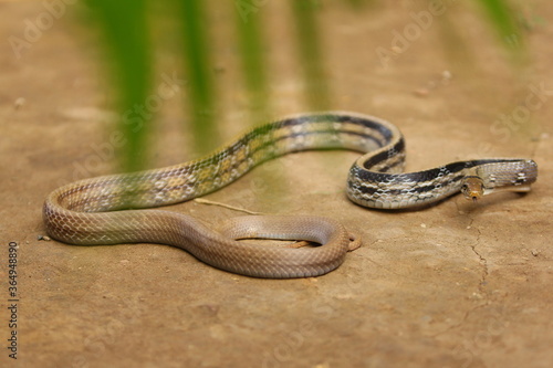 The radiated ratsnake, copperhead rat snake or copper-headed trinket snake (Coelognathus radiatus) is a nonvenomous species of colubrid snake.