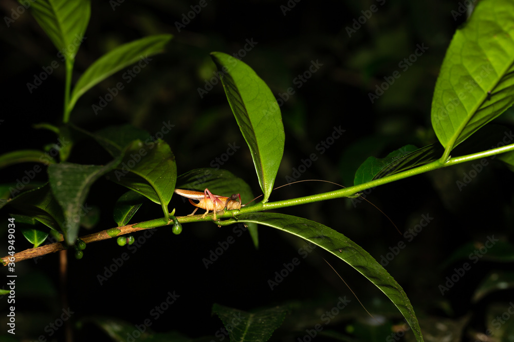 A grasshopper on a leaf of a bush A grasshopper on a leaf of a bush