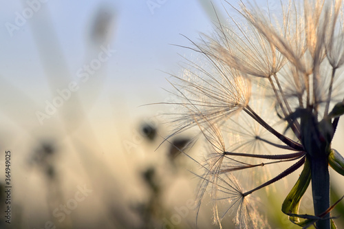 Dandelion on Field at Sunset In Nature