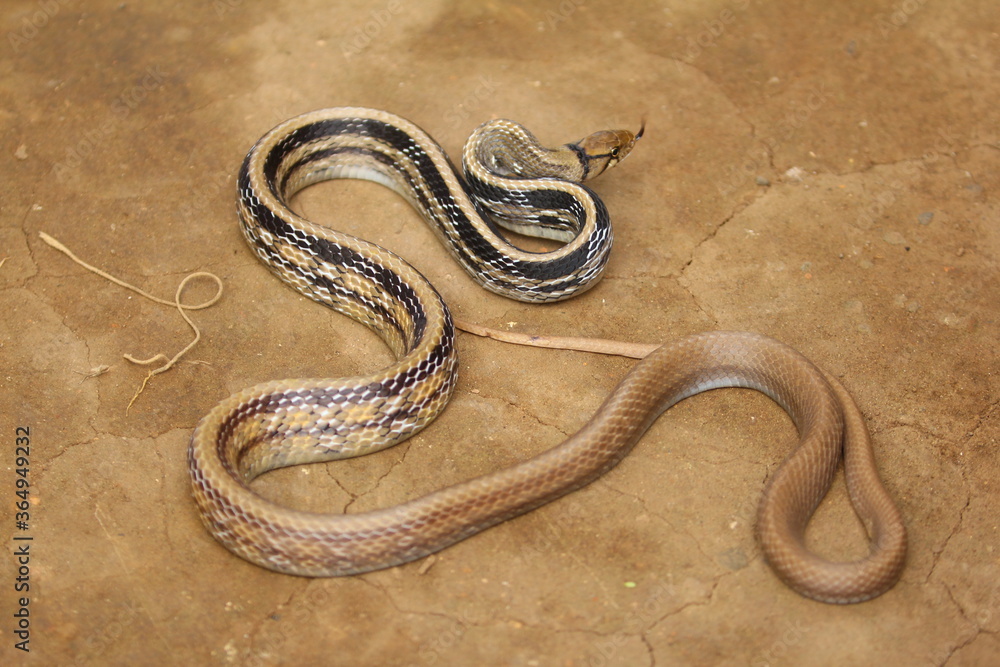 Fototapeta premium The radiated ratsnake, copperhead rat snake or copper-headed trinket snake (Coelognathus radiatus) is a nonvenomous species of colubrid snake.