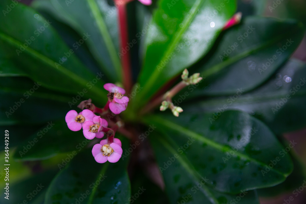 Colorful plants and flowers in close-up on the island of Madagascar Colorful plants and flowers in close-up on the island of Madagascar