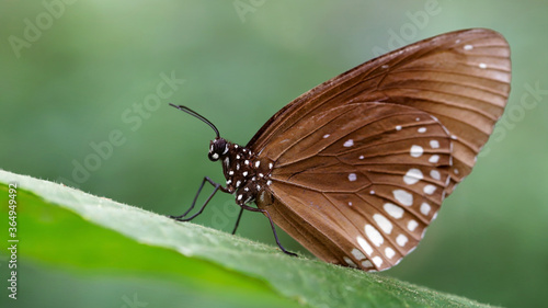 brown monarch butterfly on leaf, macro photo of this elegant and delicate Lepidoptera, nature scene in a tropical botanical garden in Chiang Mai, Thailand