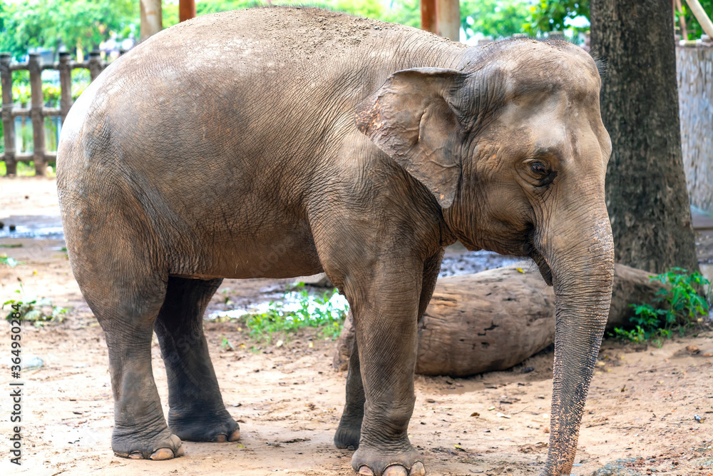 Naklejka premium The elephant relaxes in the zoo. It is a large animal that eats plants and has a lifespan of more than 70 years