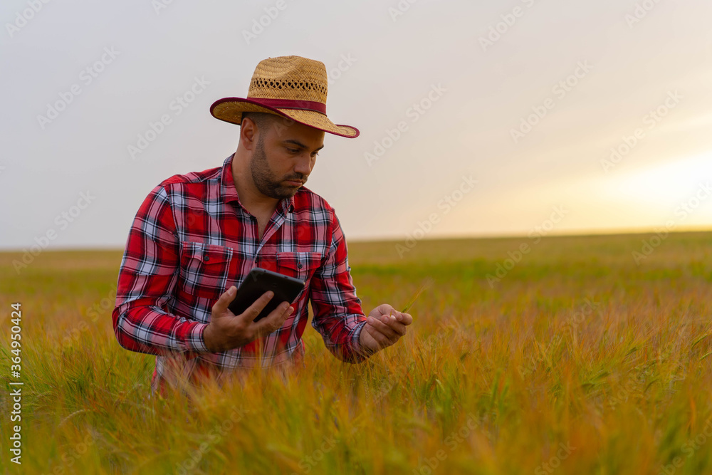 Young Farmer holding tablet and inspecting growth in crops. Nature Yellow field with grain. Young Farmer holding tablet and inspecting growth in crops. Nature Yellow field with grain.