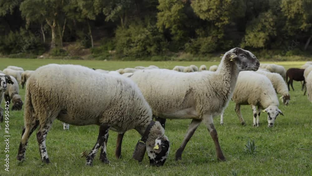 Flock of sheep on green grass. One of them stares at the camera.
Flock of sheep on green grass. One of them stares at the camera.