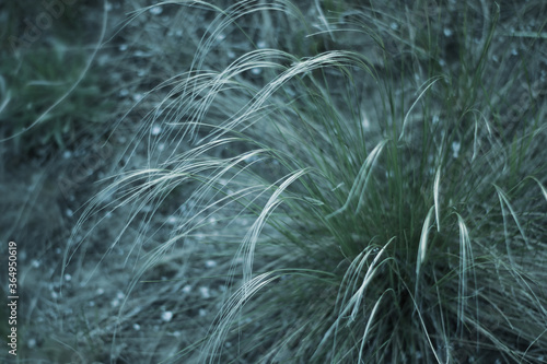 feather grass feathery in the field. tinted