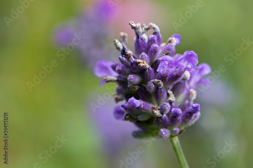 Lavender flower in a garden in summertime  United Kingdom