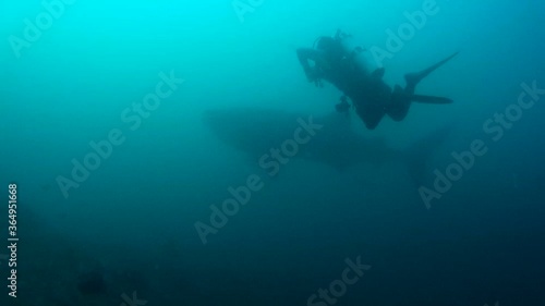 Wallpaper Mural Juvenile whaleshark and scuba divers Torontodigital.ca