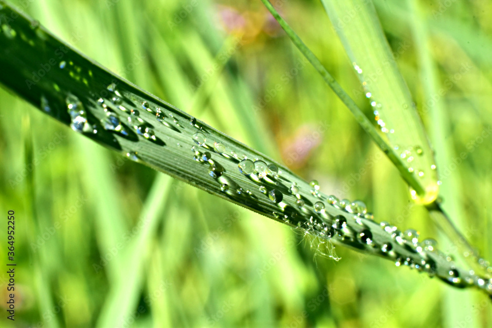 Obraz premium Drops of dew on a leaf of grass.