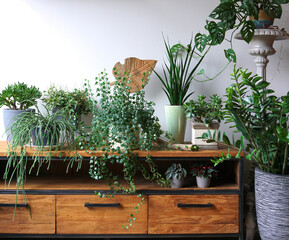 Different indoor plants in living room with decorations on the table Stylish composition of home garden green industrial interior. Urban jungle interior with houseplants. green concept for magazine.
