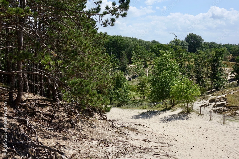 Fototapeta premium Netherlands. Zeeland. Pine forest in Westenschouwen