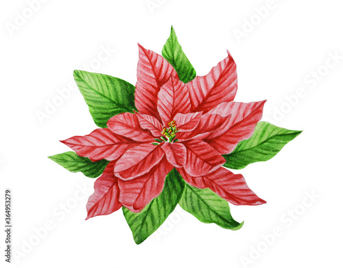 Watercolor illustration of poinsettia  christmas star on a white background.