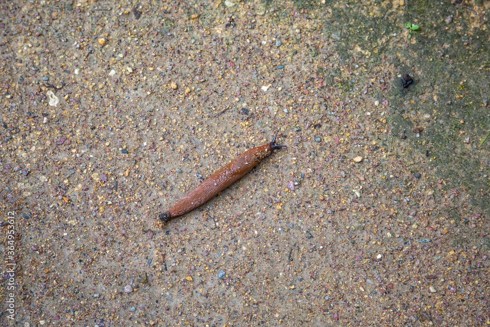 Long brown slug on the ground after rain Long brown slug on the ground after rain