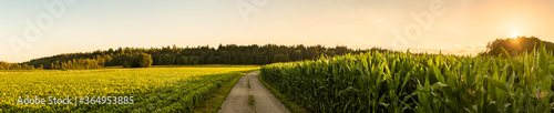 Panorama shot of rural path between fields of maize and soy leading to forest photo