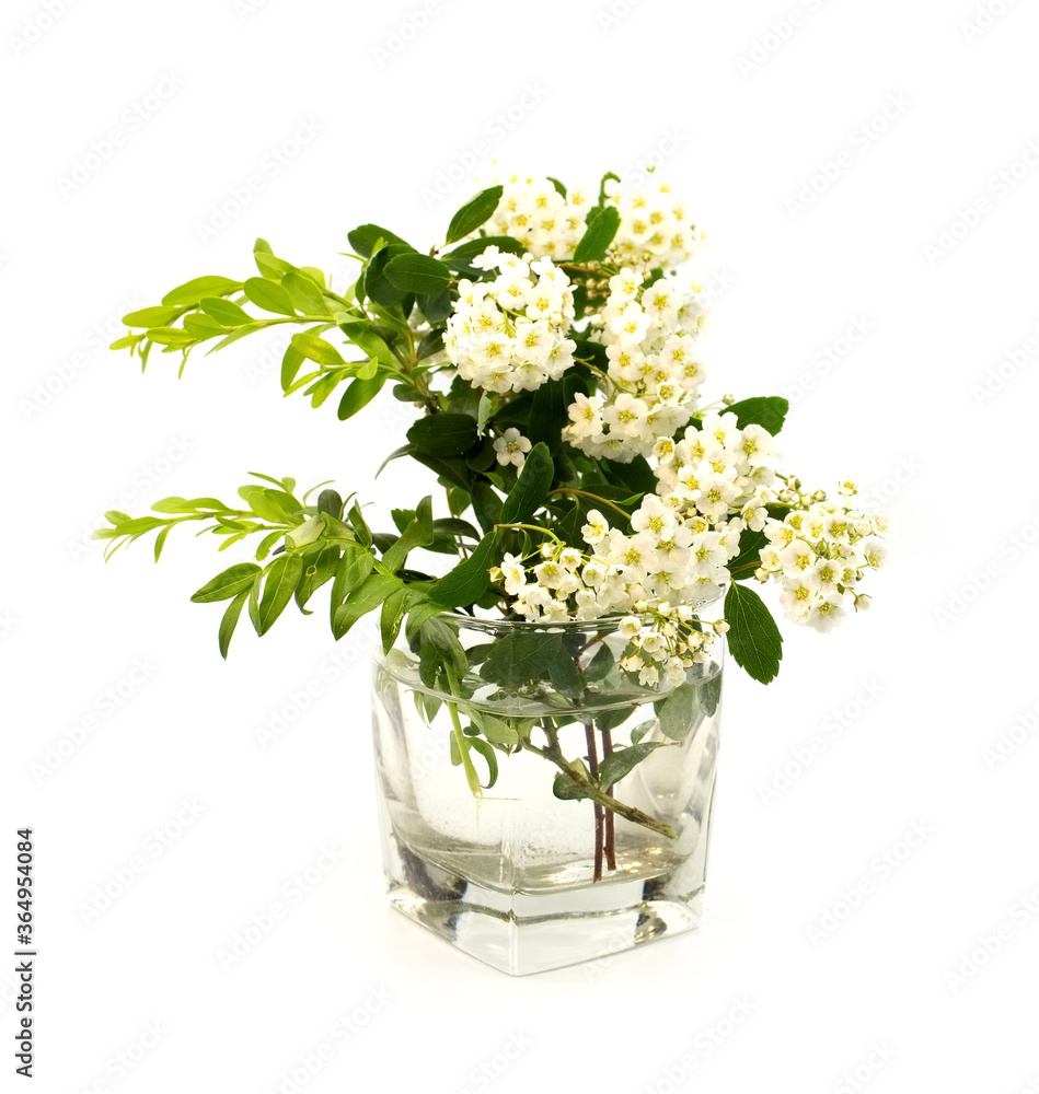 Tender white spring blossom flowers and green grass in transparent glass of water on isolated on white background. Tender white spring blossom flowers and green grass in transparent glass of water on isolated on white background.