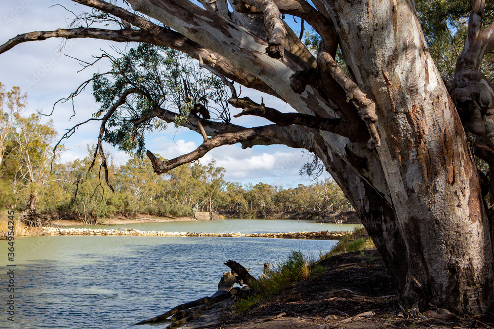 river red gum trees along side the River Murray in the River Murray National Park Renmark South Australia on 22 June 2020 river red gum trees along side the River Murray in the River Murray National Park Renmark South Australia on 22 June 2020