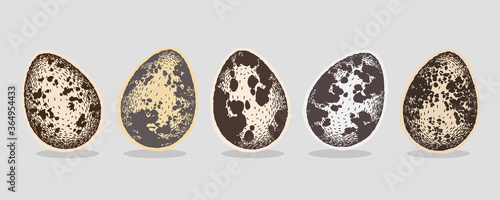 Set of quail eggs. Colorful hand drawn vector. Design for fabric, print, textile, wrapping paper. eggshell graphics.