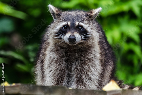 raccoon