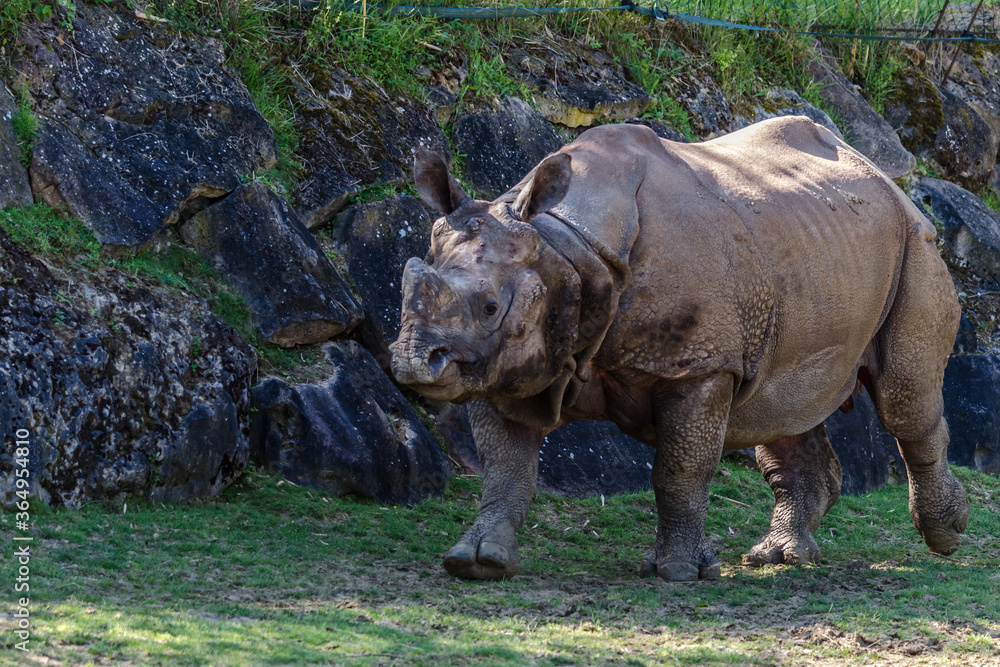 Obraz premium rhinocéros running