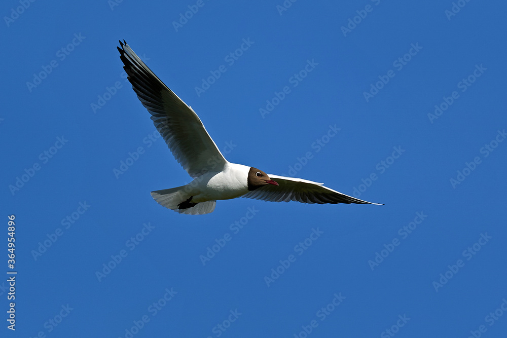 Black-headed gull (Chroicocephalus ridibundus) Black-headed gull (Chroicocephalus ridibundus)
