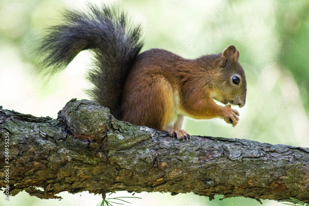 Obraz premium squirrel