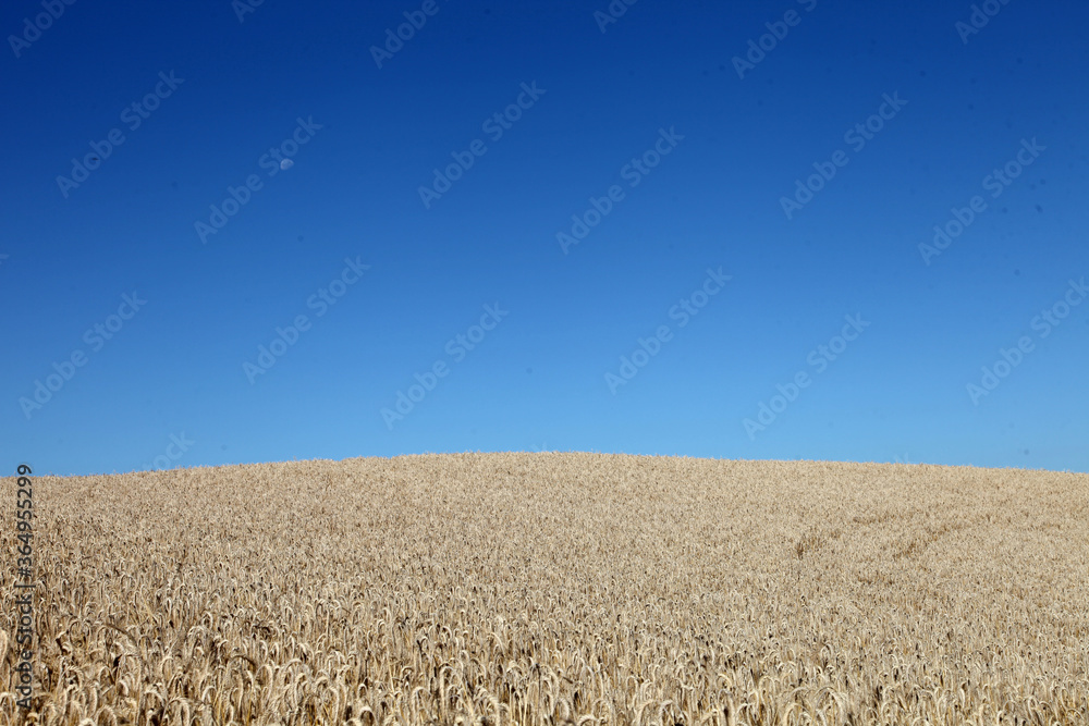 Fototapeta premium collina ,grano ,paesaggio,cielo