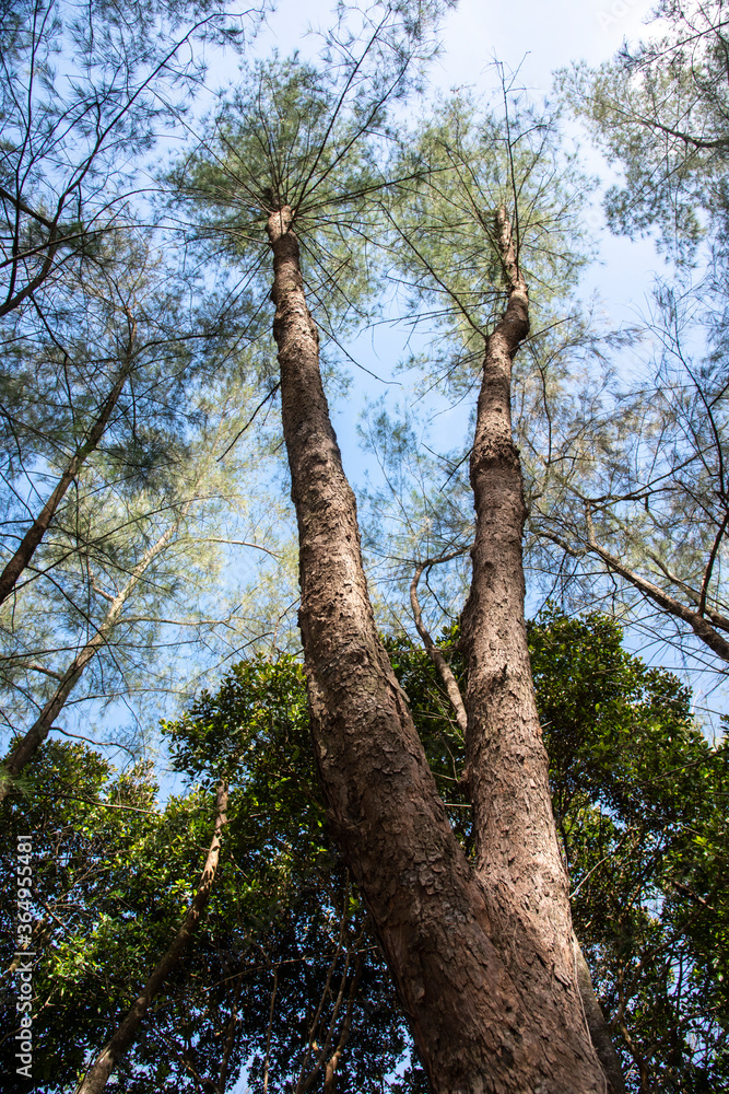 Fototapeta premium pine tree (Casuarina equisetifolia ) on tropical ,Thailand..