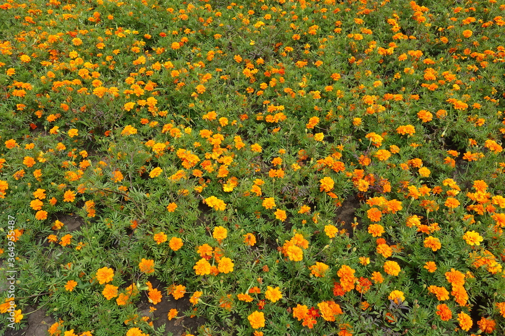A bunch of bright orange flowers of Tagetes patula in July