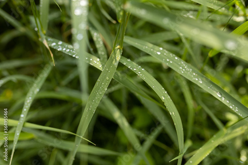 Green plants at a lac