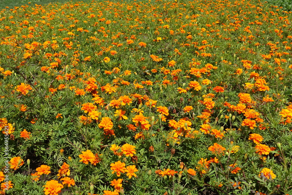 Backdrop - lots of orange flowers of Tagetes patula in July