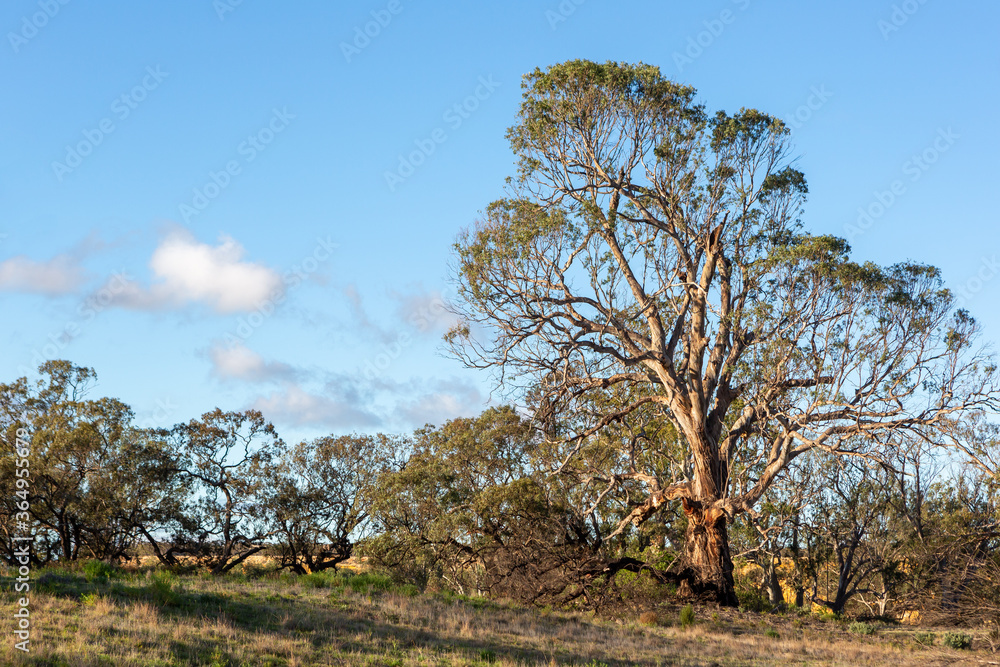 A river red gum tree on the banks of the river murray at swanreach south australia on june 23 2020 A river red gum tree on the banks of the river murray at swanreach south australia on june 23 2020