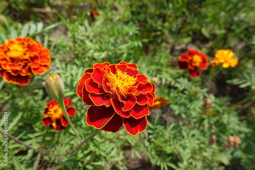 Blooming red and yellow flowers of Tagetes patula in mid July