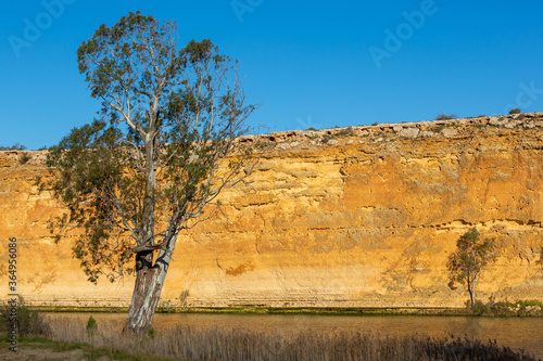 A river red gum tree swith the red cliff faces on the banks of the river murray at swanreach south australia on june 23 2020 photo