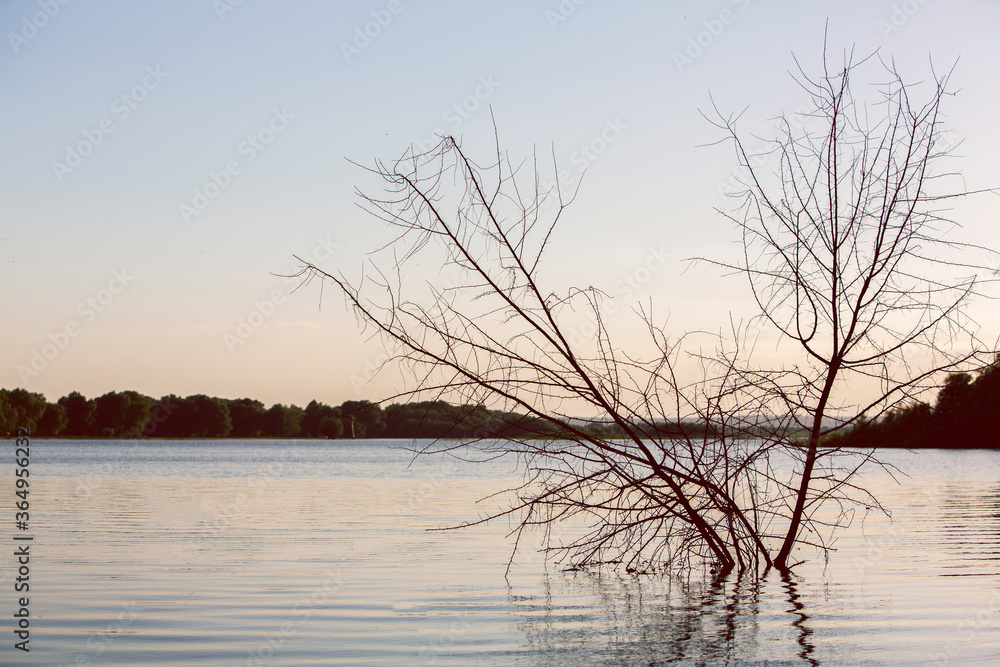Trees in a lake with roots under water and branches out in Moldova. Trees in swamps and muds of Central Europe. Reflection of trees in water. Inundated field and park. Flooding on the river Trees in a lake with roots under water and branches out in Moldova. Trees in swamps and muds of Central Europe. Reflection of trees in water. Inundated field and park. Flooding on the river