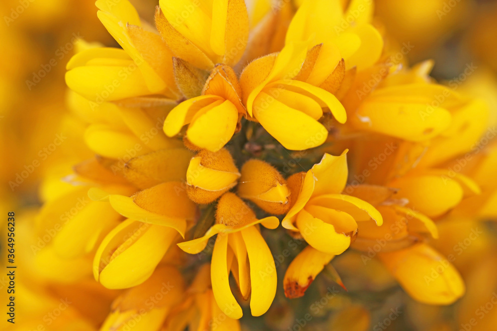Gorse bush in flower in close up	