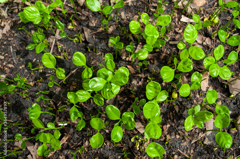 Small seedlings, plants that grow on the ground, Gardening.Young