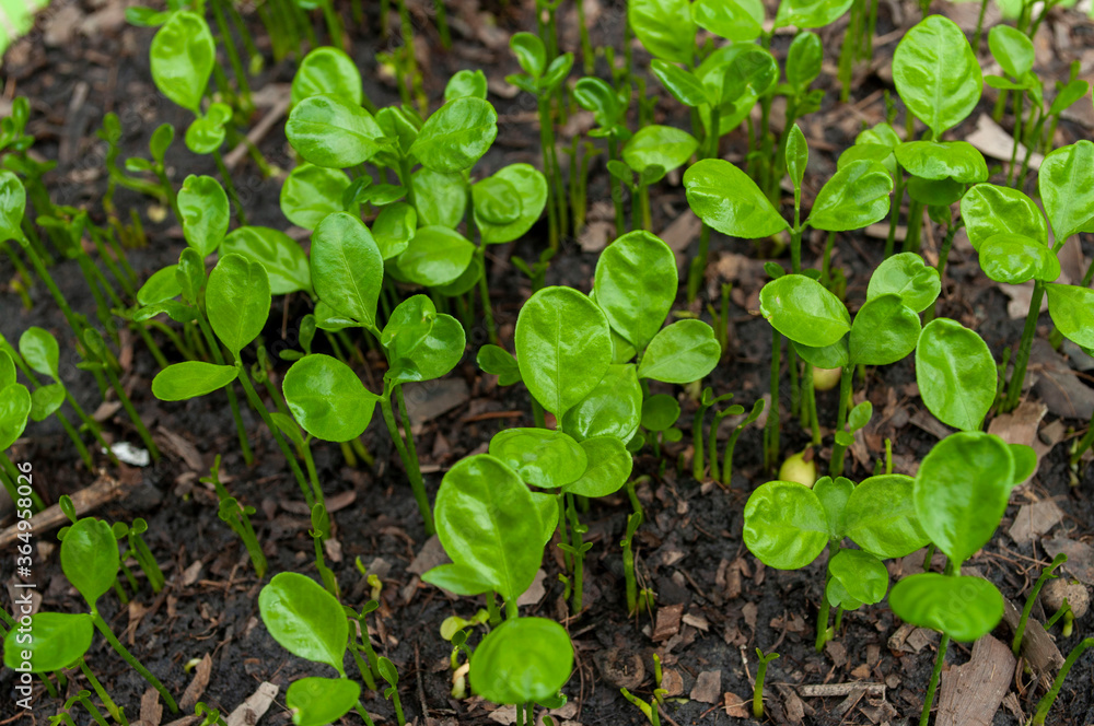 Small seedlings, plants that grow on the ground, Gardening.Young seedlings plants growing. Small seedlings, plants that grow on the ground, Gardening.Young seedlings plants growing.