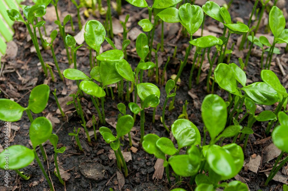 Small seedlings, plants that grow on the ground, Gardening.Young seedlings plants growing. Small seedlings, plants that grow on the ground, Gardening.Young seedlings plants growing.