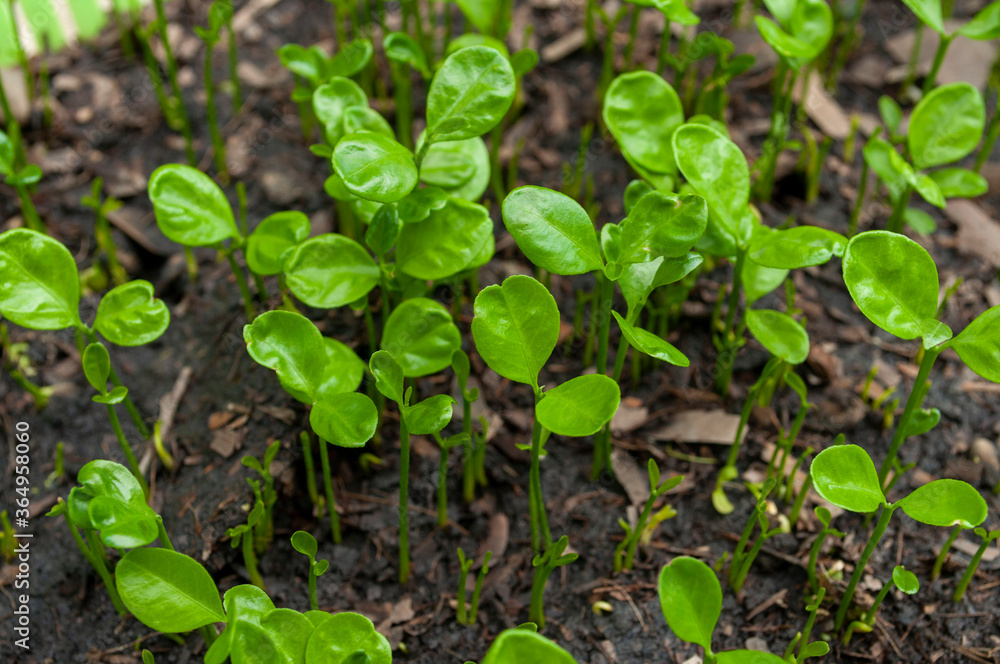 Small seedlings, plants that grow on the ground, Gardening.Young seedlings plants growing. Small seedlings, plants that grow on the ground, Gardening.Young seedlings plants growing.