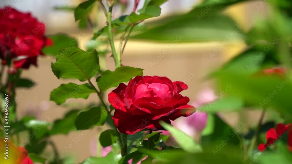 Slow waving in the wind of flowers on a summer day. Slow waving in the wind of flowers on a summer day.