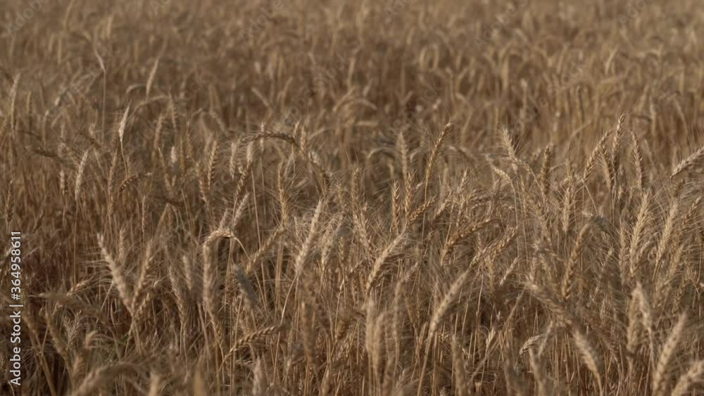 Wide wheat field with yellow spikelets in summer. 4k video wheat texture Wide wheat field with yellow spikelets in summer. 4k video wheat texture