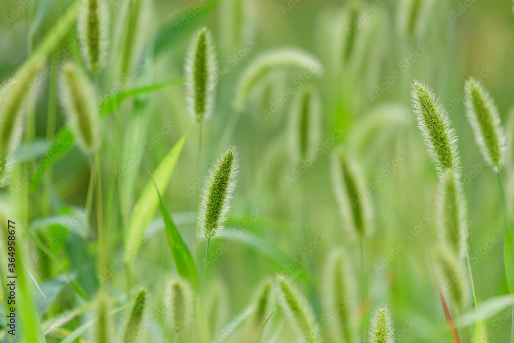 Green bristlegrass, Green foxtail, Close up Green bristlegrass, Green foxtail, Close up