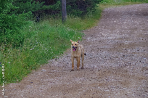 Fototapeta Naklejka Na Ścianę i Meble -  dog running in the park
