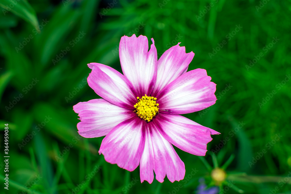 Fototapeta premium pink cosmos flower