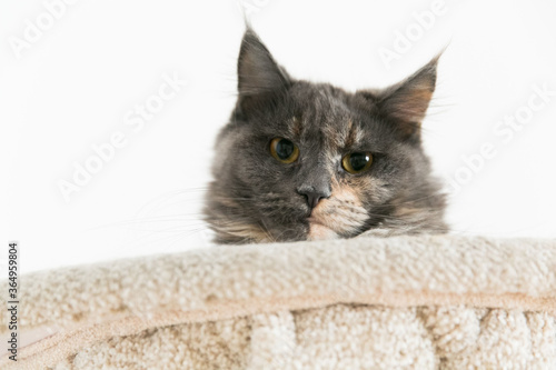 Fototapeta Naklejka Na Ścianę i Meble -  Stern look of Maine Coon cat. Grey big cat with fluffy soft fur.