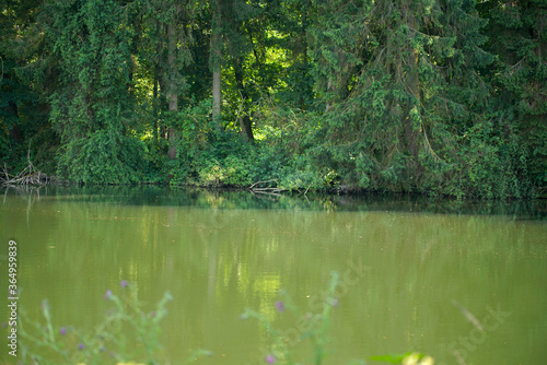 Ufer Bewuchs an einem Fluss im Ruhrgebiet